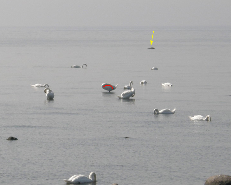 Trova l''intruso ...